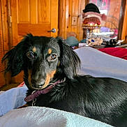 I Isabella is registered to the contest to win money with this photo: bed, black_and_tan, blanket, collar, cozy, curious, dachshund, dog, domestic_animal, door, furniture, hat, home, indoor, lying_down, mirror, pet, portrait, relaxed, wooden_wall