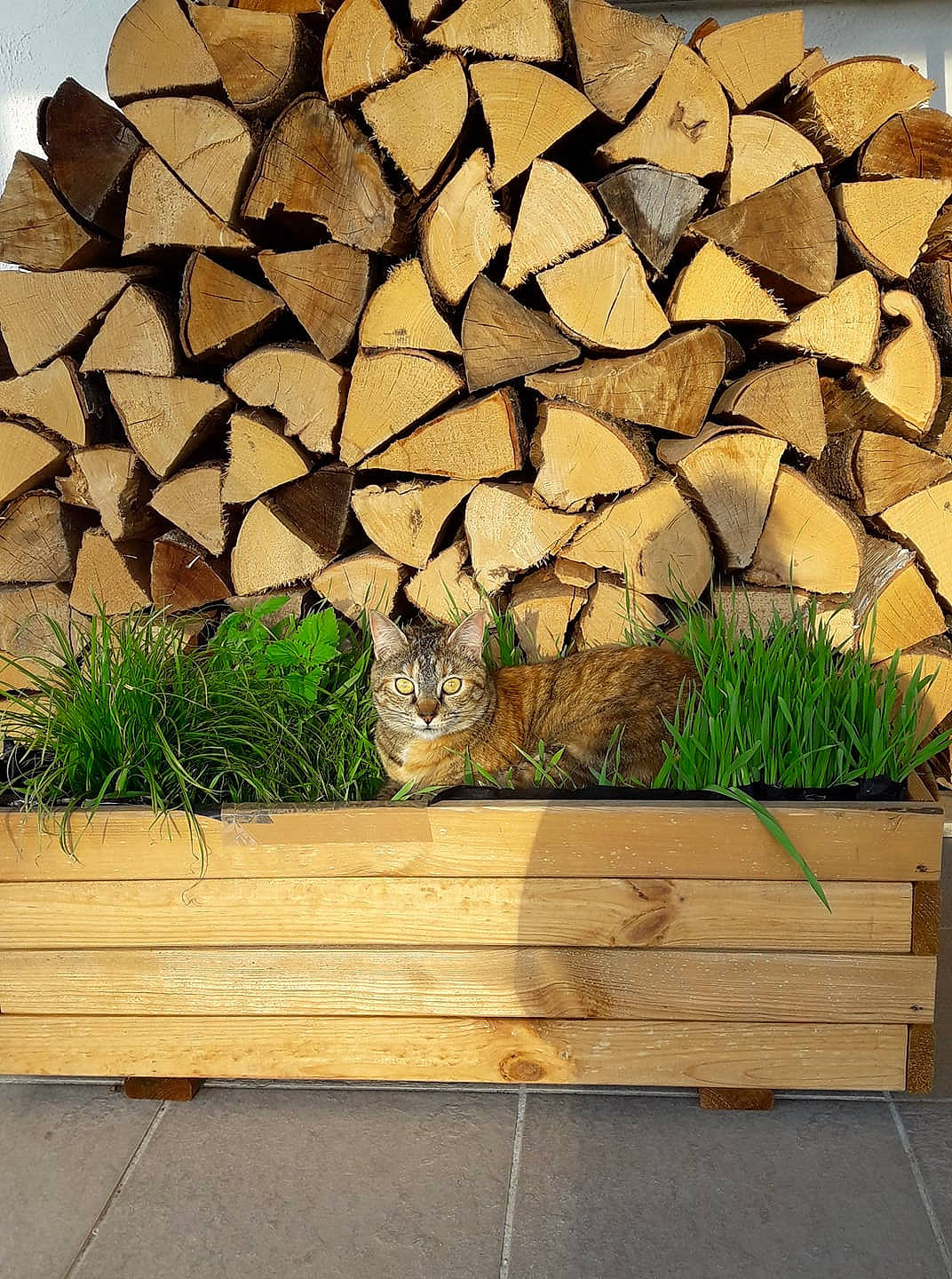 Mya participe au concours pour gagner de l'argent avec cette photo : bedrock, carnivore, cat, fawn, felidae, flooring, grass, grass_family, groundcover, hardwood, landscape, leaf, natural_landscape, plant, rectangle, shrub, stone_wall, tints_and_shades, wall, wood