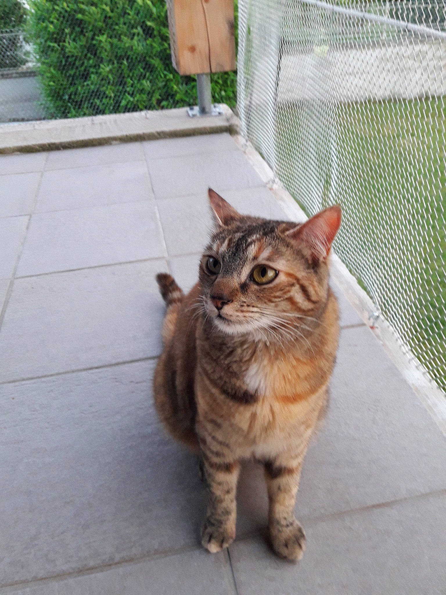 Mya participe au concours pour gagner de l'argent avec cette photo : asphalt, carnivore, cat, domestic_short_haired_cat, fawn, felidae, flagstone, flooring, fur, grass, plant, road_surface, sitting, small_to_medium_sized_cats, snout, tail, terrestrial_animal, whiskers, wildlife, window