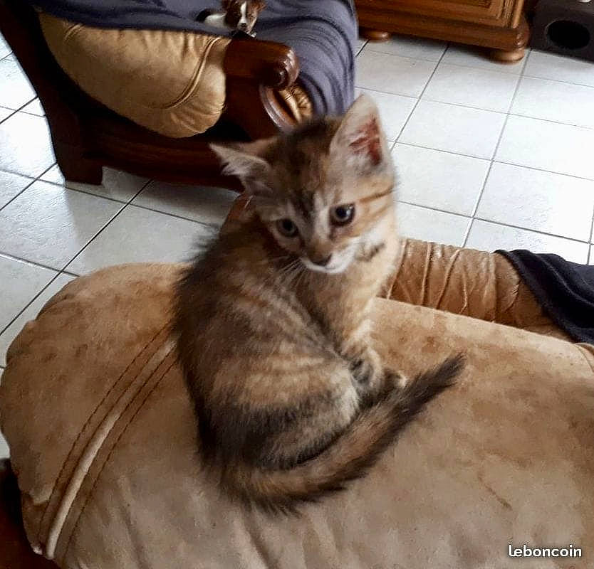Mya a rejoint le concours — aidez-le/la à gagner de superbes lots ! box, carnivore, cat, chair, comfort, couch, domestic_short_haired_cat, fawn, felidae, floor, flooring, fur, hardwood, paw, room, sitting, small_to_medium_sized_cats, tail, whiskers, wood