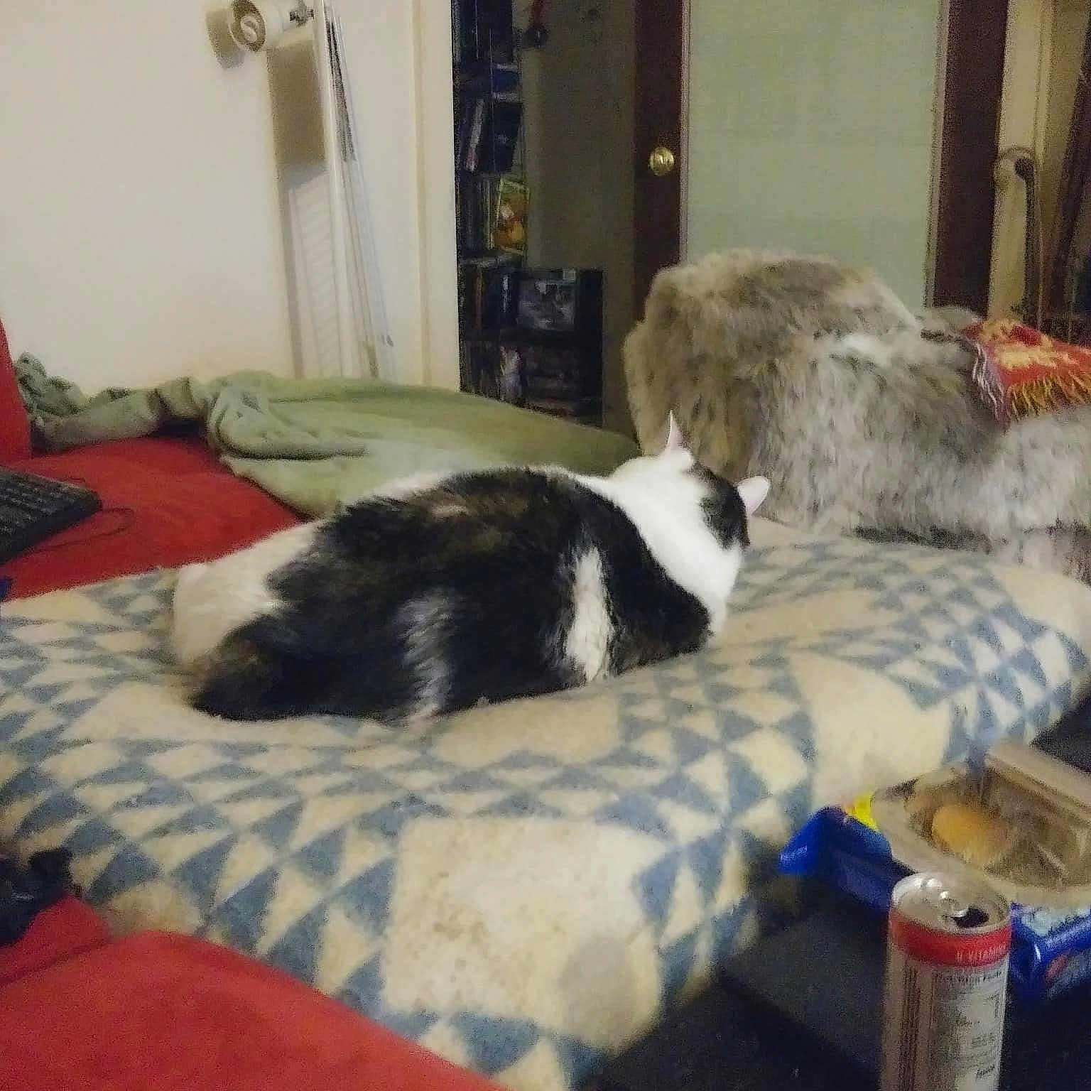 Bob is registered to the contest to win money with this photo: bed, canidae, carnivore, furniture, room