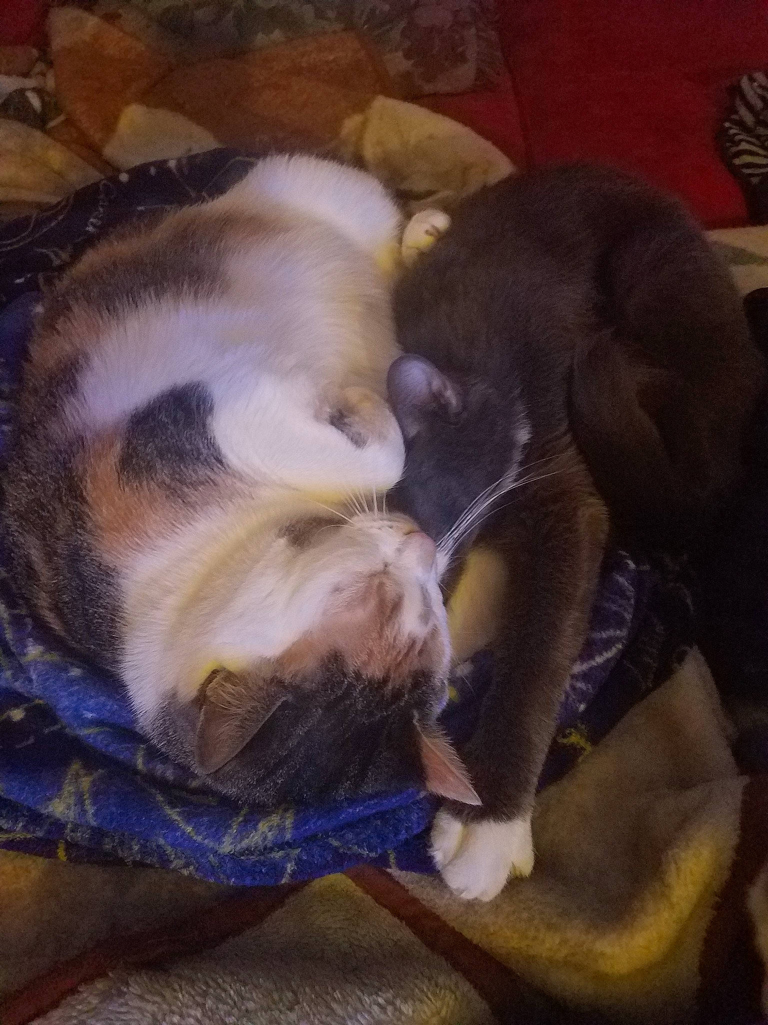 Gigi is registered to the contest to win money with this photo: canidae, carnivore, dog, dog_breed, fawn, guard_dog, non_sporting_group, puppy