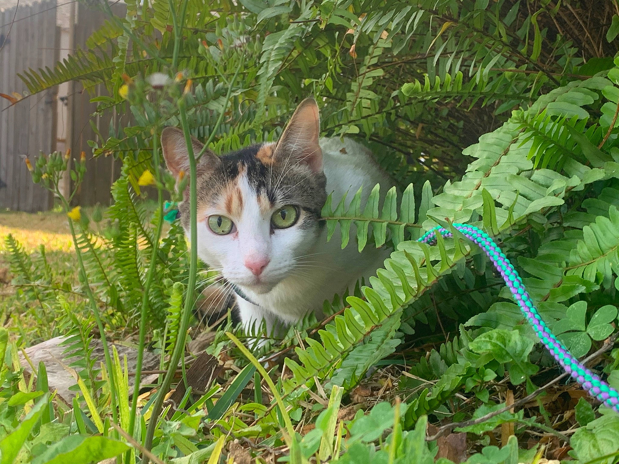 Cadbury is registered to the contest to win money with this photo: aegean_cat, american_wirehair, carnivore, cat, domestic_short_haired_cat, european_shorthair, felidae, grass, herb, plant, small_to_medium_sized_cats, tabby_cat, tail, tree, whiskers