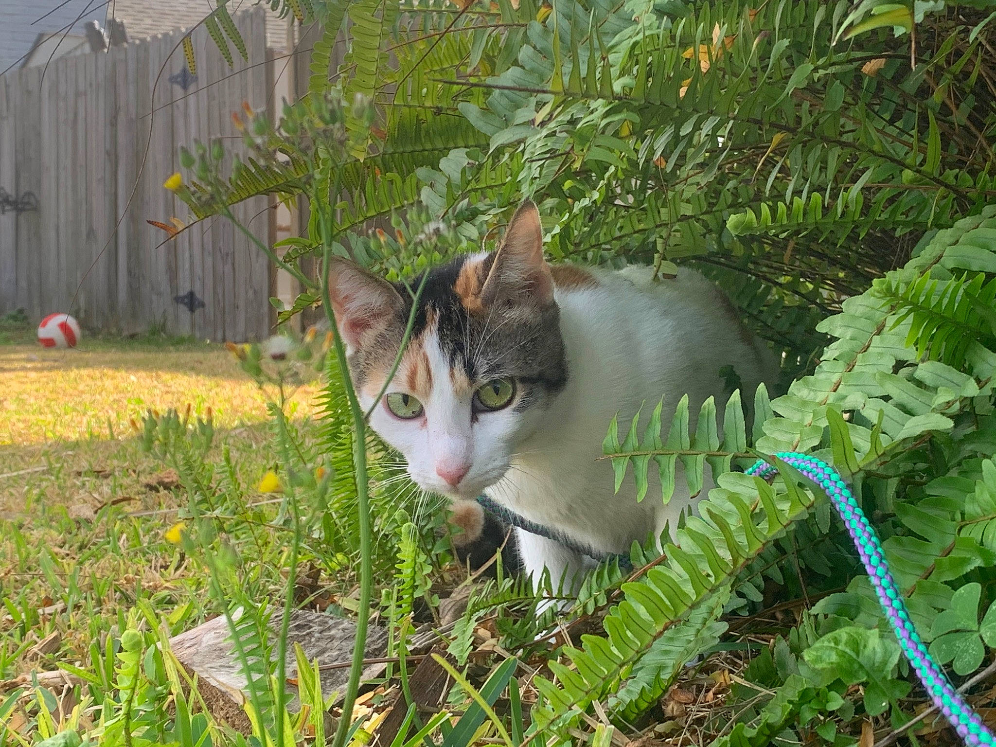 Cadbury joined the competition — help win amazing prizes! aegean_cat, carnivore, cat, domestic_short_haired_cat, european_shorthair, felidae, garden, grass, herb, plant, small_to_medium_sized_cats, tail, tree, whiskers