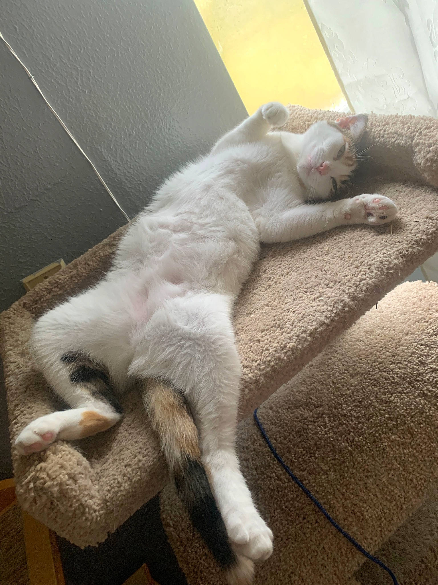 Cadbury joined the competition — help win amazing prizes! aegean_cat, carnivore, cat, domestic_short_haired_cat, european_shorthair, fawn, felidae, fur, khao_manee, leg, paw, polydactyl_cat, small_to_medium_sized_cats, tail, turkish_angora, turkish_van, whiskers