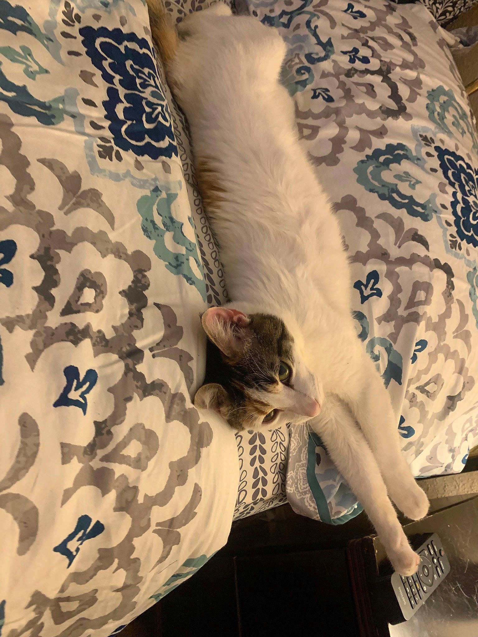 Cadbury is registered to the contest to win money with this photo: cat, felidae, fur, kitten, leg, linens, pattern, small_to_medium_sized_cats, tail, textile, visual_arts, whiskers