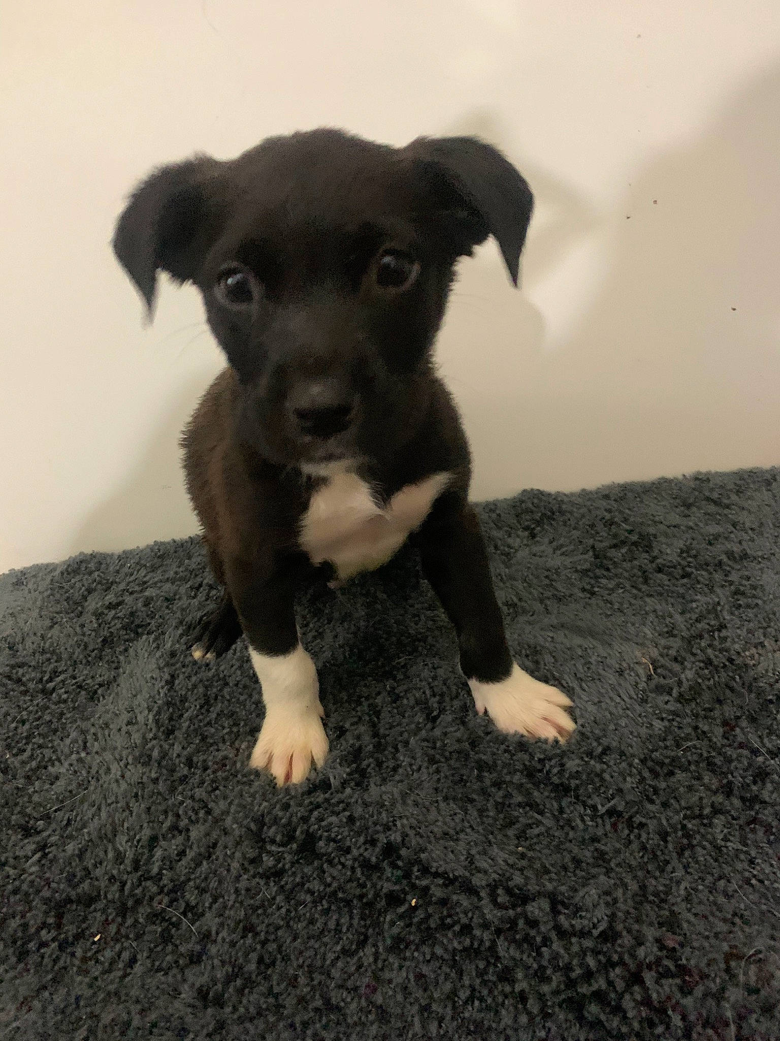 Midnight is registered to the contest to win money with this photo: borador, canidae, carnivore, dog, dog_breed, eurohound, feist, lurcher, mammal, patterdale_terrier, potcake_dog, puppy, rare_breed_dog, snout, sporting_group, street_dog, vertebrate