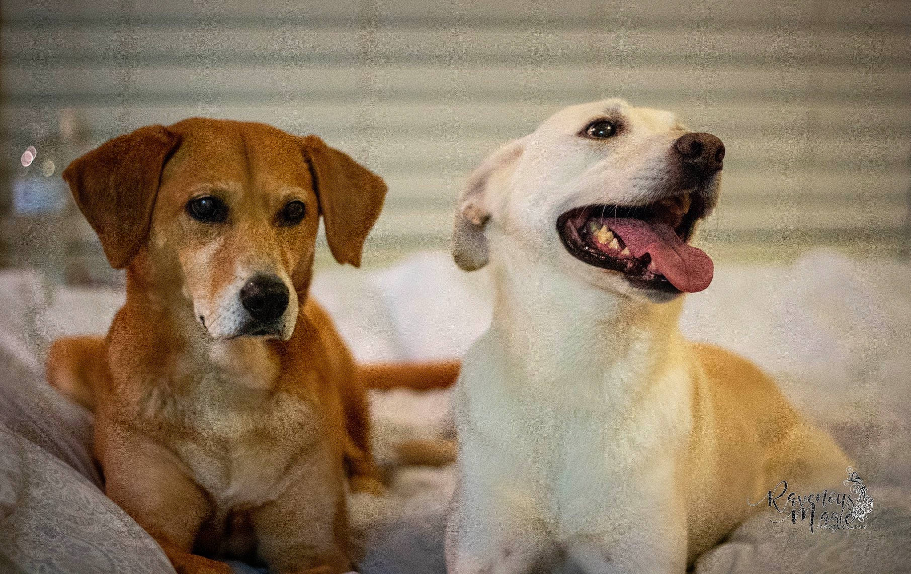 Sophie joined the competition — help win amazing prizes! ancient_dog_breeds, canidae, carnivore, companion_dog, dog, dog_breed, fawn, labrador_retriever, mammal, nose, potcake_dog, puppy, puppy_love, rare_breed_dog, retriever, snout, sporting_group, street_dog, vertebrate, whiskers