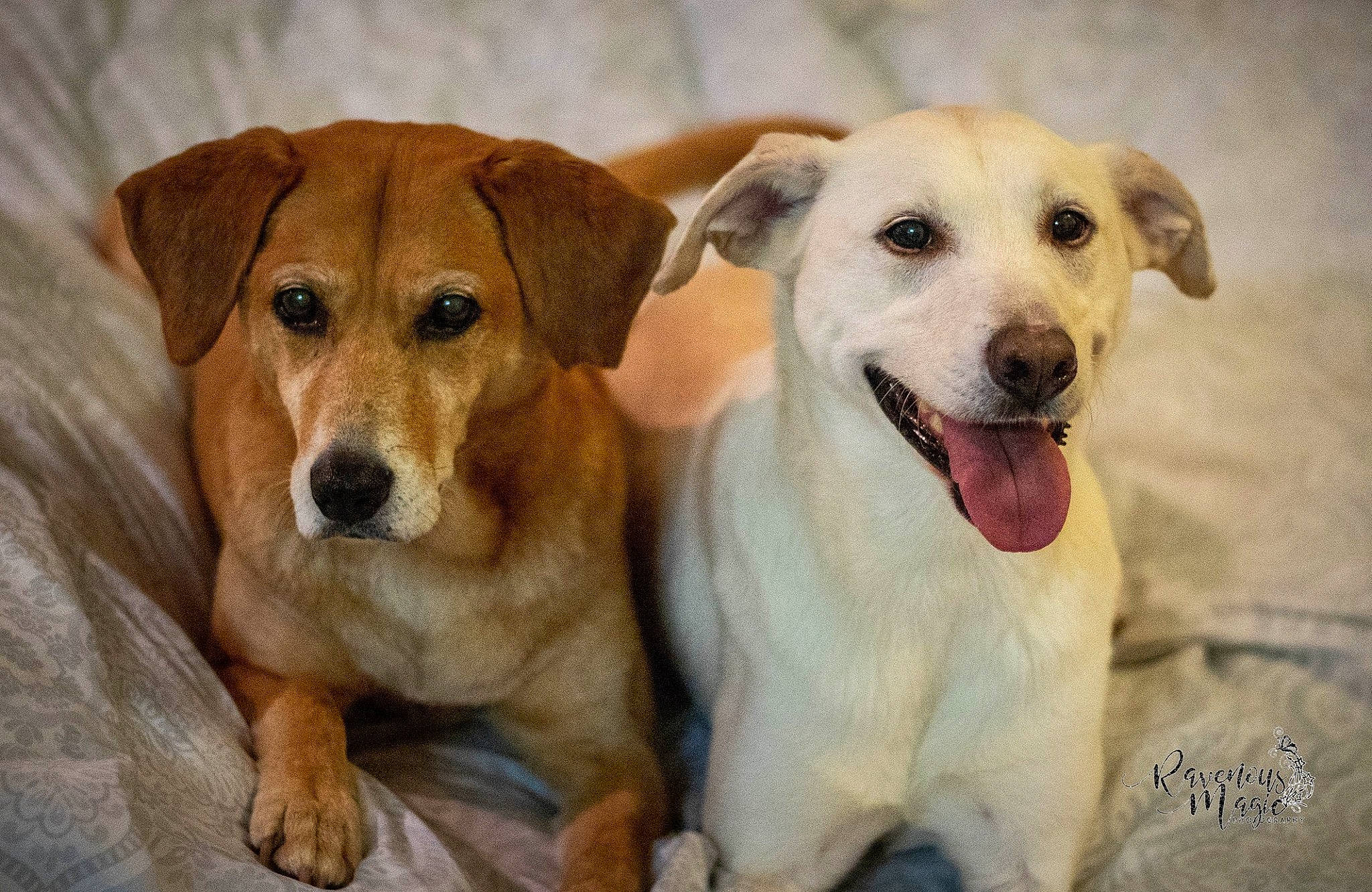 Sophie joined the competition — help win amazing prizes! ancient_dog_breeds, beagador, canidae, carnivore, companion_dog, dog, dog_breed, fawn, labrador_retriever, mammal, potcake_dog, rare_breed_dog, retriever, snout, sporting_group, street_dog, vertebrate, whiskers