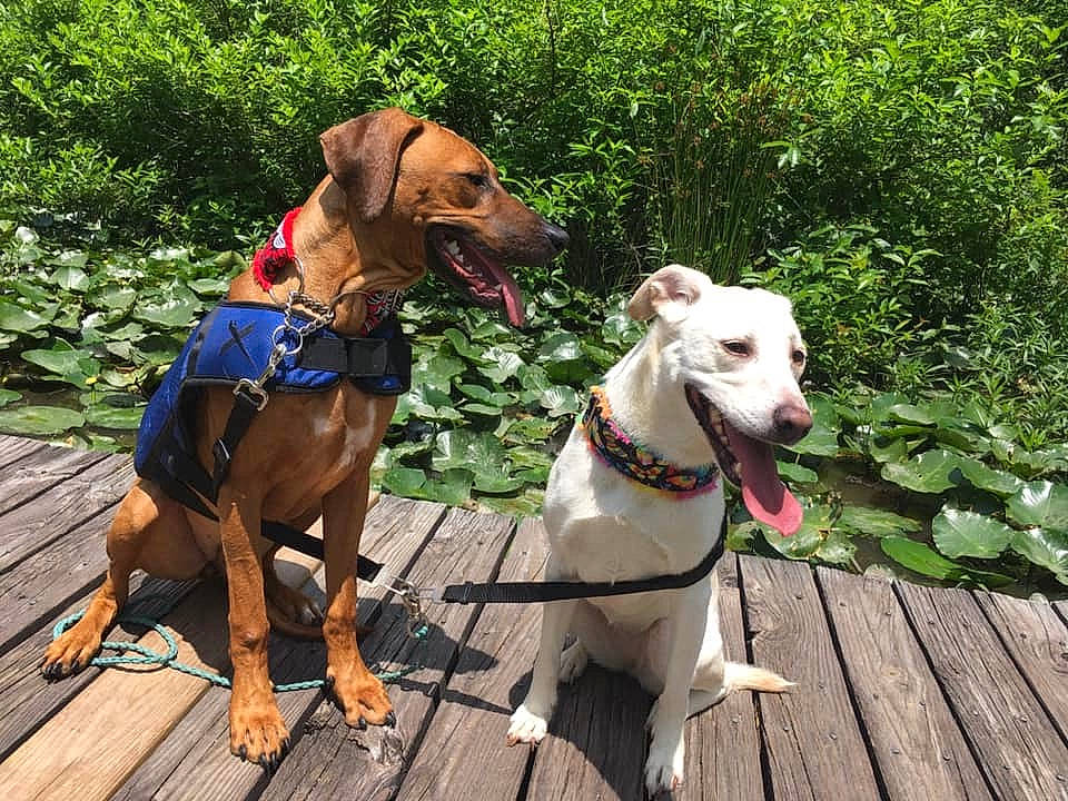 Sophie is registered to the contest to win money with this photo: adventure, canidae, carnivore, dog, dog_breed, dog_collar, dog_walking, fawn, hunting_dog, leash, mammal, sporting_group, working_dog