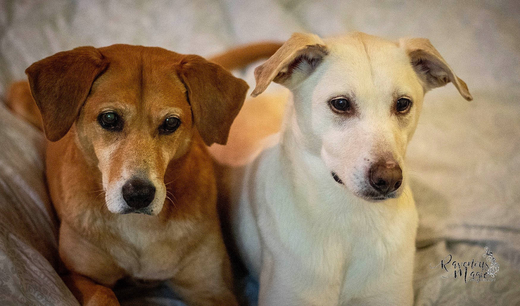 Sophie joined the competition — help win amazing prizes! ancient_dog_breeds, canidae, carnivore, companion_dog, dog, dog_breed, fawn, hunting_dog, labrador_retriever, mammal, potcake_dog, puppy, rare_breed_dog, snout, sporting_group, street_dog, vertebrate, whiskers