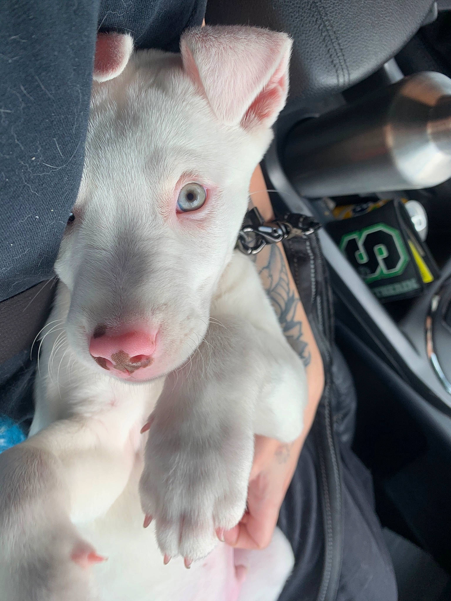 Titan joined the competition — help win amazing prizes! bull_and_terrier, bull_terrier, bull_terrier_miniature, canidae, carnivore, dog, dog_breed, ear, english_white_terrier, fawn, gull_terr, jaw, mammal, non_sporting_group, nose, old_english_terrier, rare_breed_dog, snout, vertebrate, whiskers