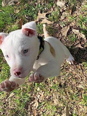 Titan is registered to the contest to win money with this photo: american_pit_bull_terrier, american_staffordshire_terrier, bull_and_terrier, bull_terrier, canidae, carnivore, cordoba_fighting_dog, dog, dog_breed, dogo_argentino, dogo_guatemalteco, english_white_terrier, gull_terr, mammal, non_sporting_group, nose, pit_bull, snout, terrier, vertebrate