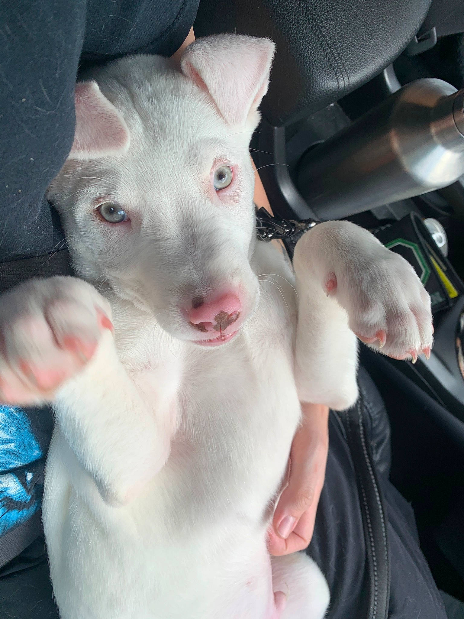 Titan joined the competition — help win amazing prizes! bull_and_terrier, bull_terrier, bull_terrier_miniature, canidae, carnivore, dog, dog_breed, ear, english_white_terrier, fawn, gull_terr, mammal, non_sporting_group, nose, old_english_terrier, pit_bull, puppy, rare_breed_dog, snout, vertebrate