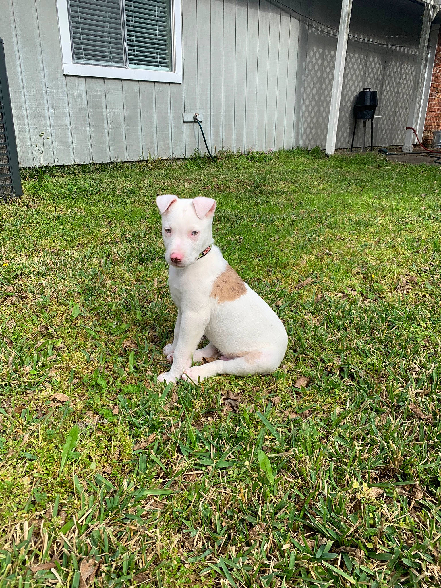 Titan joined the competition — help win amazing prizes! backyard, canidae, carnivore, cat, dog, dog_breed, fawn, grass, mammal, non_sporting_group, plant, tail, yard