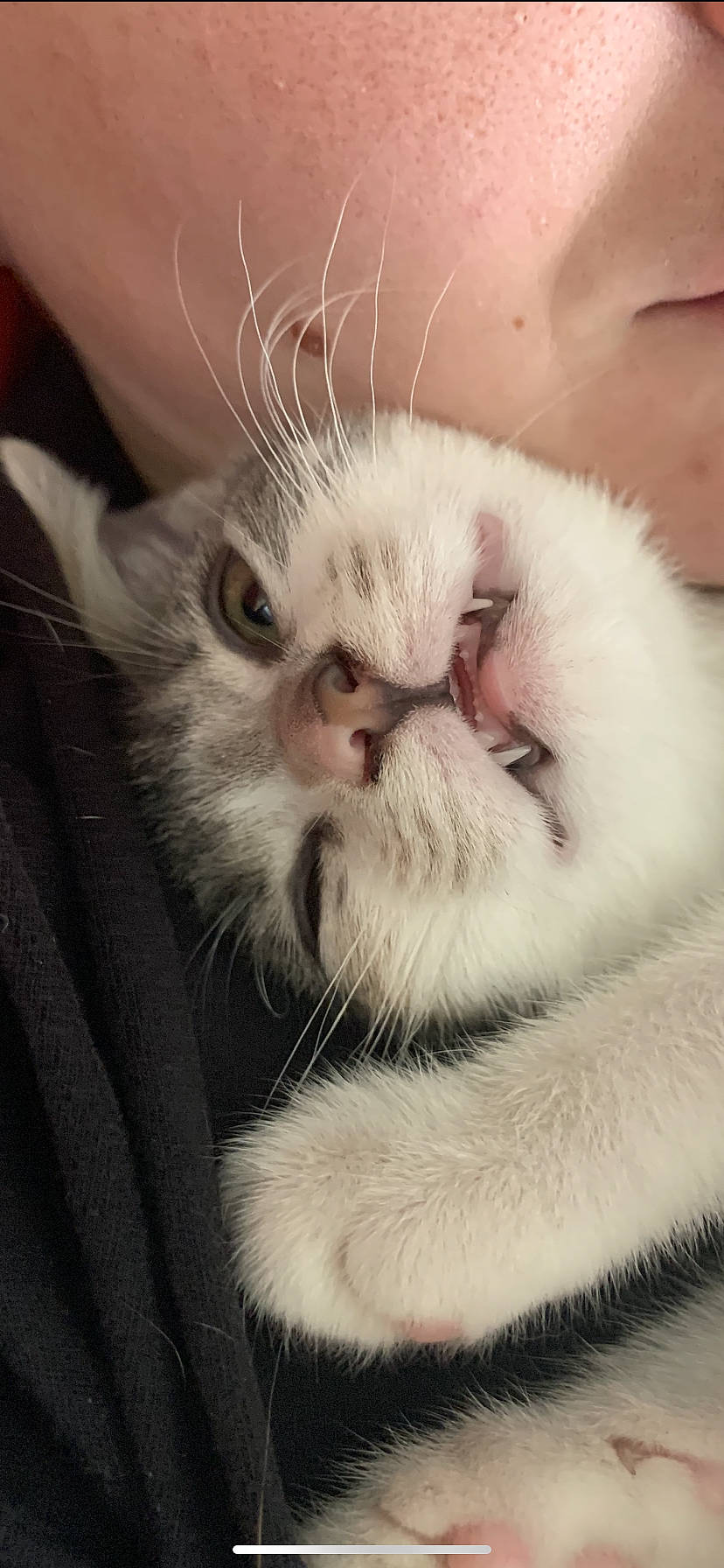 Kara joined the competition — help win amazing prizes! asian, british_longhair, british_semi_longhair, carnivore, cat, claw, ear, eye, felidae, fur, kitten, mammal, mouth, nose, paw, persian, ragdoll, small_to_medium_sized_cats, snout, whiskers