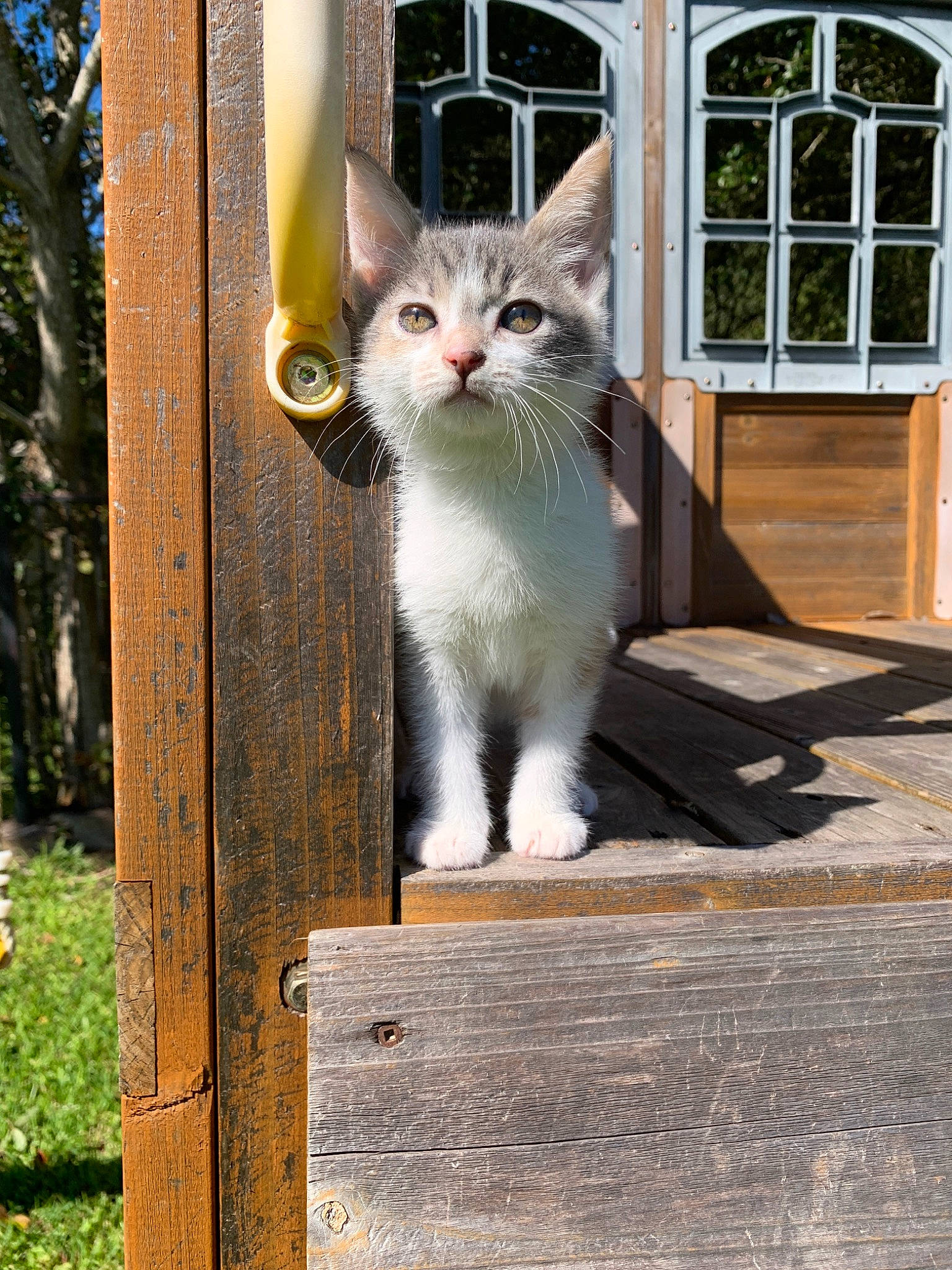 Kara joined the competition — help win amazing prizes! aegean_cat, asian, british_semi_longhair, carnivore, cat, domestic_short_haired_cat, european_shorthair, felidae, kitten, mammal, norwegian_forest_cat, polydactyl_cat, ragdoll, siberian, small_to_medium_sized_cats, tree, turkish_angora, turkish_van, whiskers, window