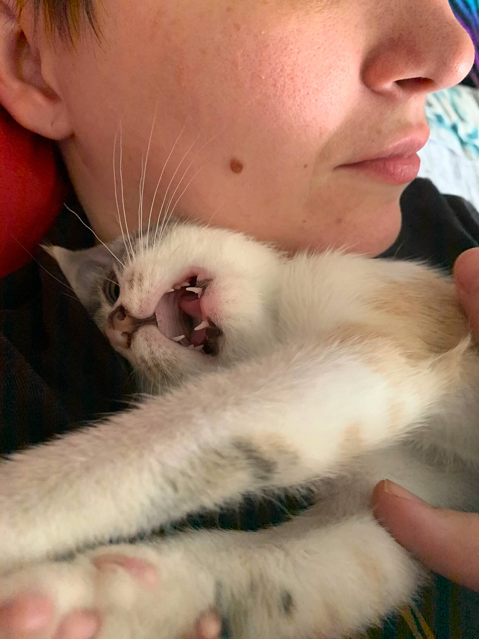 Kara joined the competition — help win amazing prizes! asian, carnivore, cat, ear, felidae, fur, kitten, mouth, nose, ragdoll, small_to_medium_sized_cats, turkish_van, whiskers