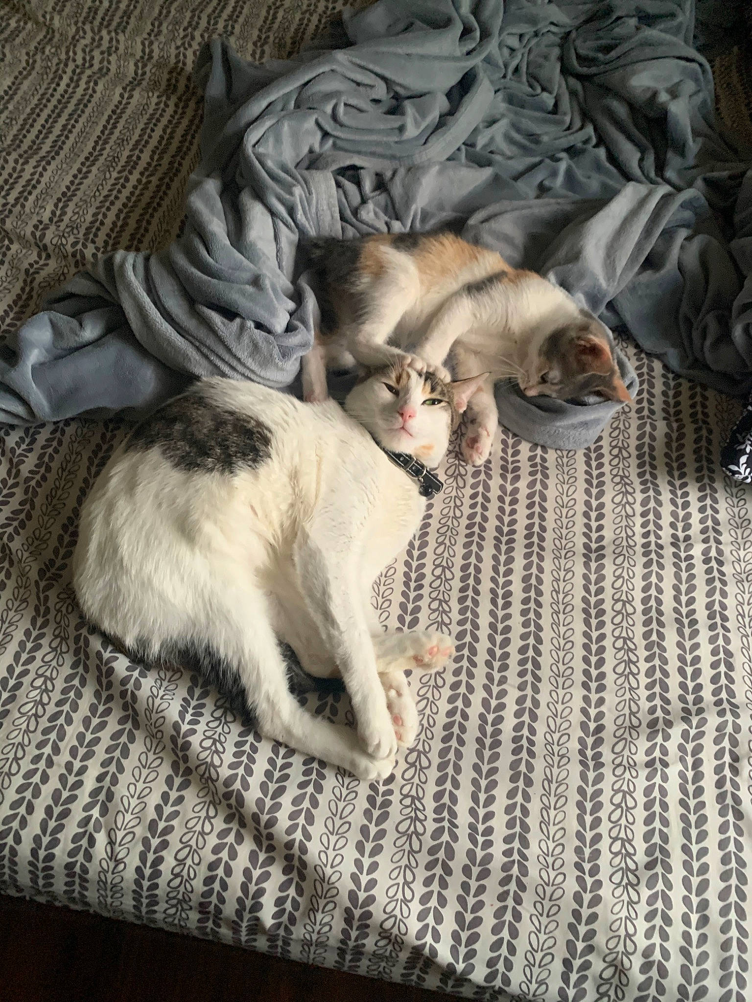 Kara is registered to the contest to win money with this photo: canidae, carnivore, cat, fawn, felidae, fur, kitten, nap, puppy, singapura, small_to_medium_sized_cats, tail, whiskers