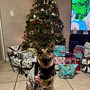 Fresa is registered to the contest to win money with this photo: christmas_tree, decorations, dog, festive, german_shepherd, holiday, holiday_season, indoor, leash, lights, living_room, ornaments, presents, ribbon, sitting, smiling_dog, television, tile_floor, wall, wrapped_gifts