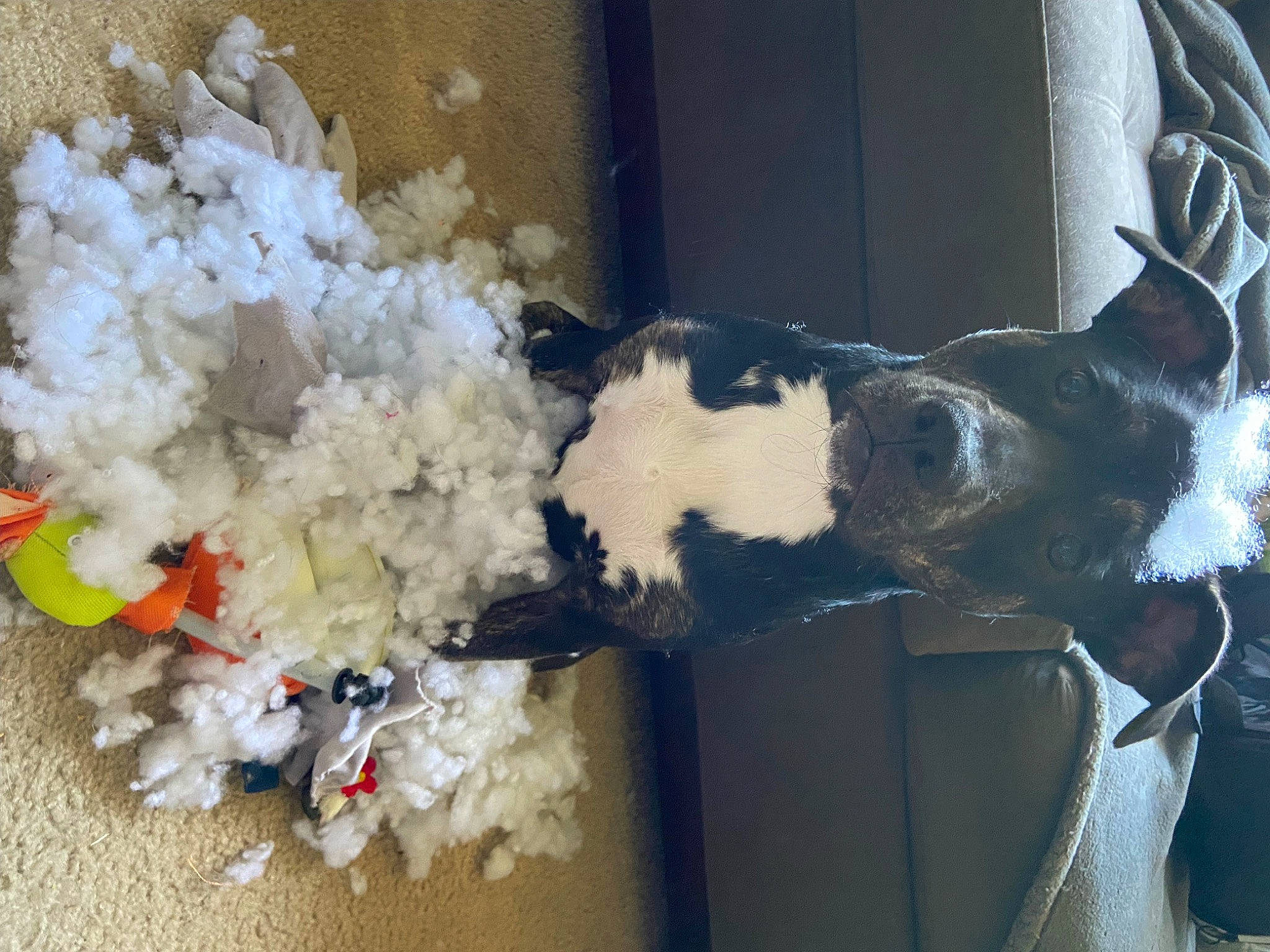 Hazel joined the competition — help win amazing prizes! canidae, carmine, carnivore, companion_dog, cut_flowers, dog, dog_breed, event, freezing, fur, guard_dog, mcnab, snow, sporting_group, tail, toy, whiskers, window, winter, working_animal