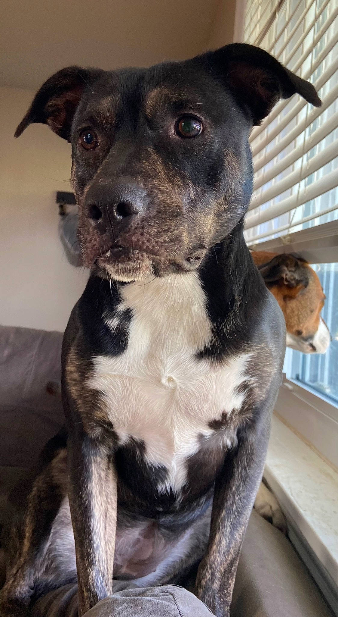 Hazel joined the competition — help win amazing prizes! borador, canidae, carnivore, collar, companion_dog, dog, dog_breed, dog_collar, fawn, fur, non_sporting_group, pet_supply, snout, sporting_group, terrestrial_animal, whiskers, working_animal