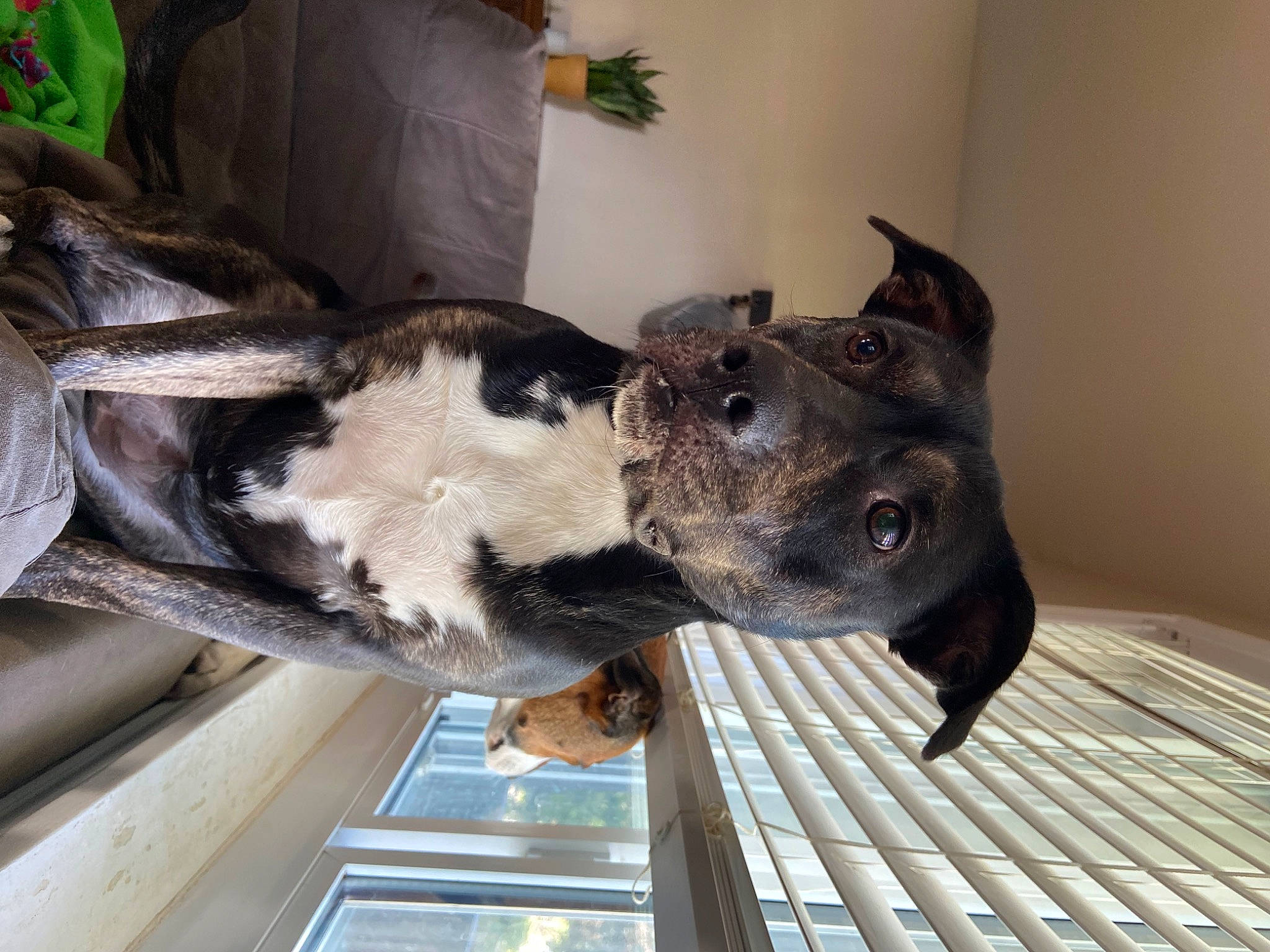 Hazel is registered to the contest to win money with this photo: canidae, carnivore, collar, companion_dog, dog, dog_breed, dog_collar, domestic_short_haired_cat, fawn, felidae, fur, guard_dog, houseplant, non_sporting_group, plant, snout, sporting_group, tail, whiskers, working_animal