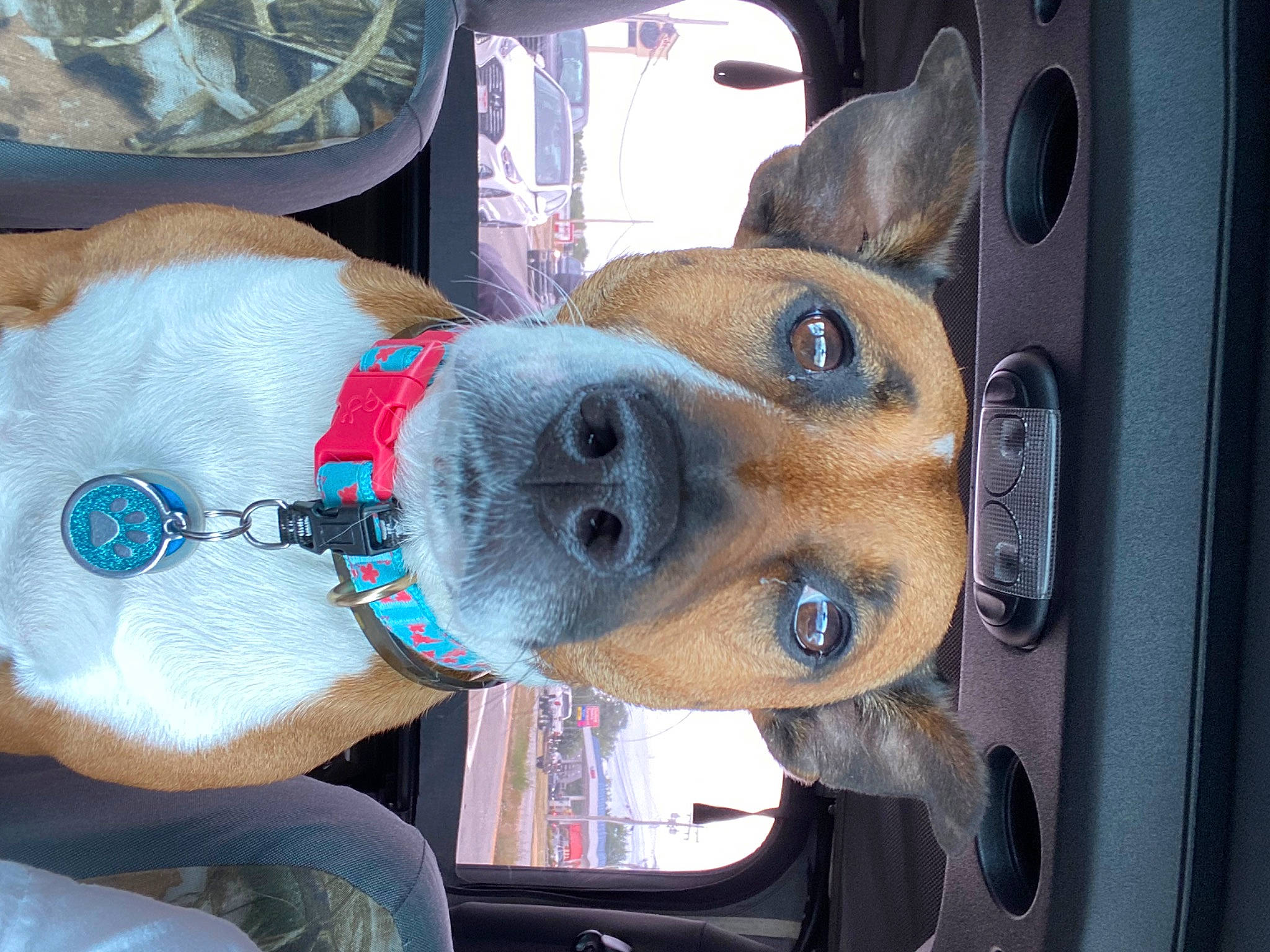 Gidget is registered to the contest to win money with this photo: auto_part, automotive_exterior, canidae, carnivore, collar, companion_dog, dog, dog_breed, dog_supply, eyewear, fawn, fur, hat, non_sporting_group, snout, sporting_group, vehicle, vehicle_door, working_animal