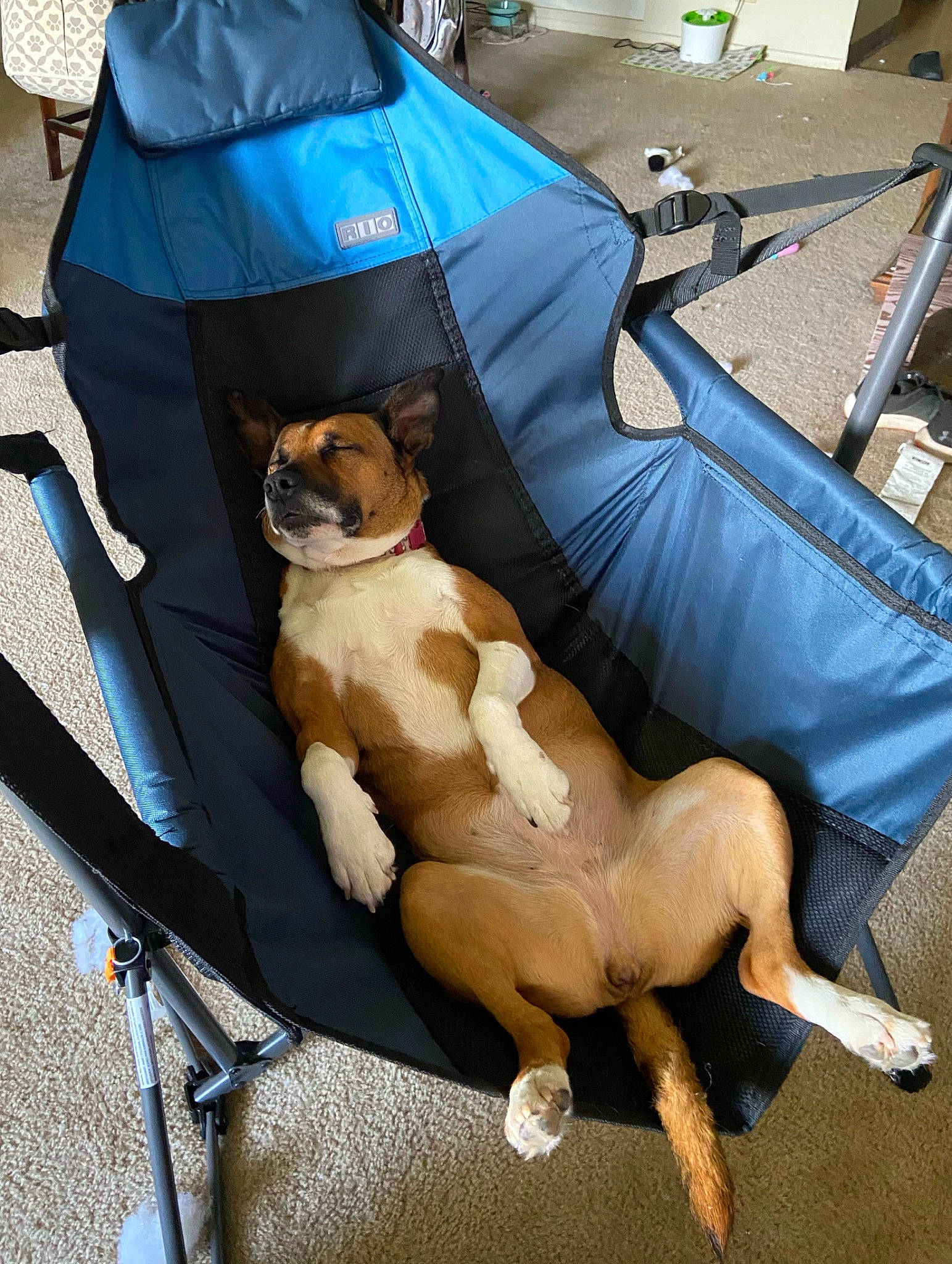 Gidget is registered to the contest to win money with this photo: auto_part, canidae, carnivore, chair, collar, comfort, companion_dog, dog, dog_breed, dog_supply, eyewear, fawn, motor_vehicle, snout, sporting_group, sunglasses, tent, toy_dog, windshield, working_animal