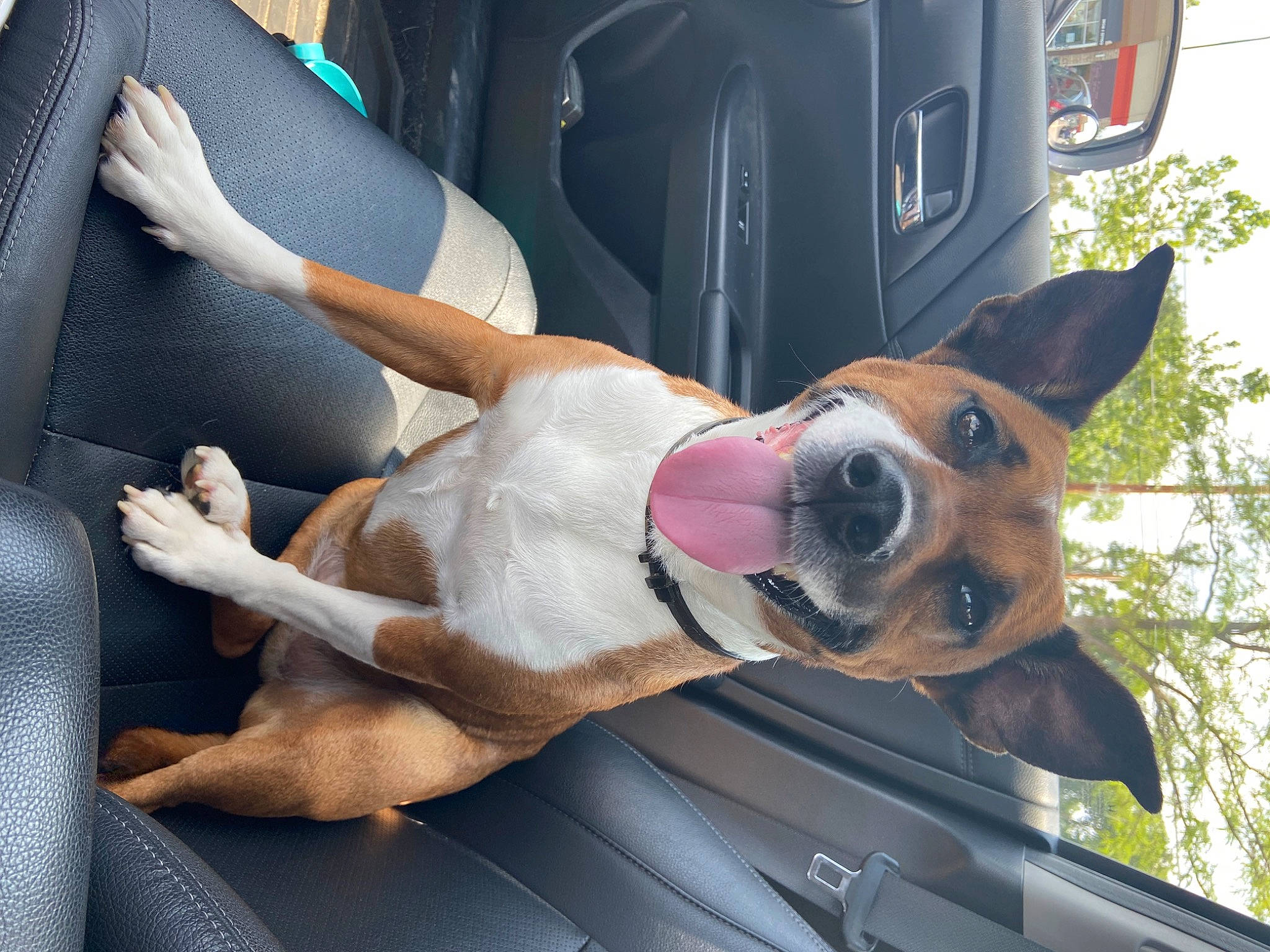 Gidget joined the competition — help win amazing prizes! auto_part, automotive_exterior, automotive_lighting, car, carnivore, collar, companion_dog, dog, dog_breed, dog_collar, dog_supply, door, eyewear, fawn, motor_vehicle, snout, tree, vehicle, vehicle_door, working_animal