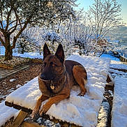 Raïley participe au concours pour gagner de l'argent avec cette photo : animal, bench, blue_sky, cold, daytime, dog, fence, frost, garden, german_shepherd, landscape, nature, outdoor, pet, picnic_table, snow, sunlight, tree, winter, wood