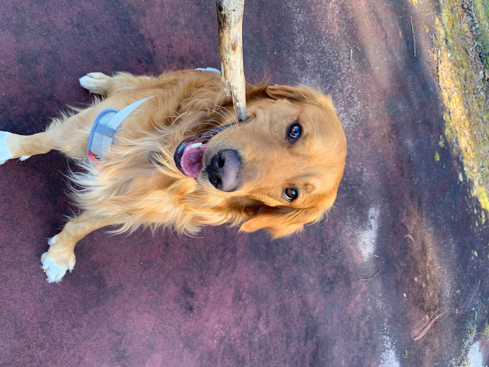 Knox joined the competition — help win amazing prizes! canidae, carnivore, companion_dog, dog, dog_breed, electric_blue, fawn, fur, hat, liver, natural_material, paw, snout, sporting_group, terrestrial_animal, whiskers, wood, working_animal