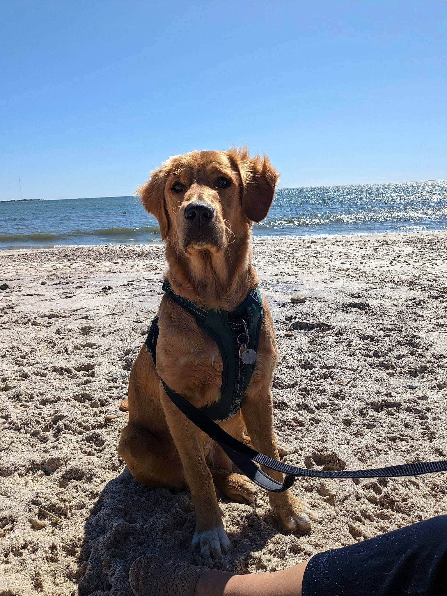 Knox joined the competition — help win amazing prizes! beach, canidae, carnivore, collar, companion_dog, dog, dog_breed, dog_collar, fawn, horizon, landscape, liver, ocean, pet_supply, sand, sky, snout, water, wood, working_animal