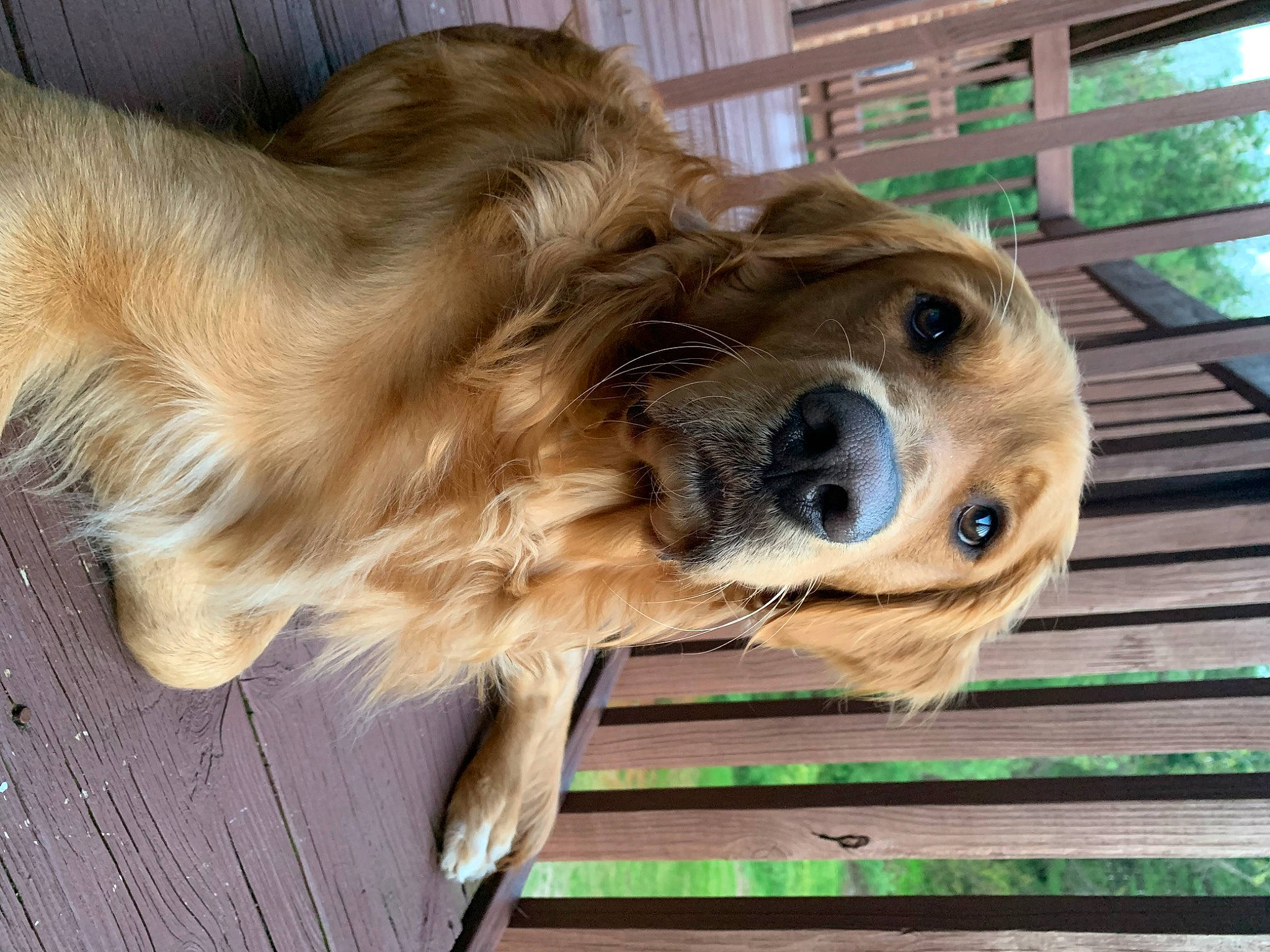 Knox is registered to the contest to win money with this photo: canidae, carnivore, companion_dog, dog, dog_breed, dog_collar, fawn, fur, gun_dog, liver, metal, pet_supply, plant, retriever, snout, spaniel, sporting_group, whiskers, wood, working_animal