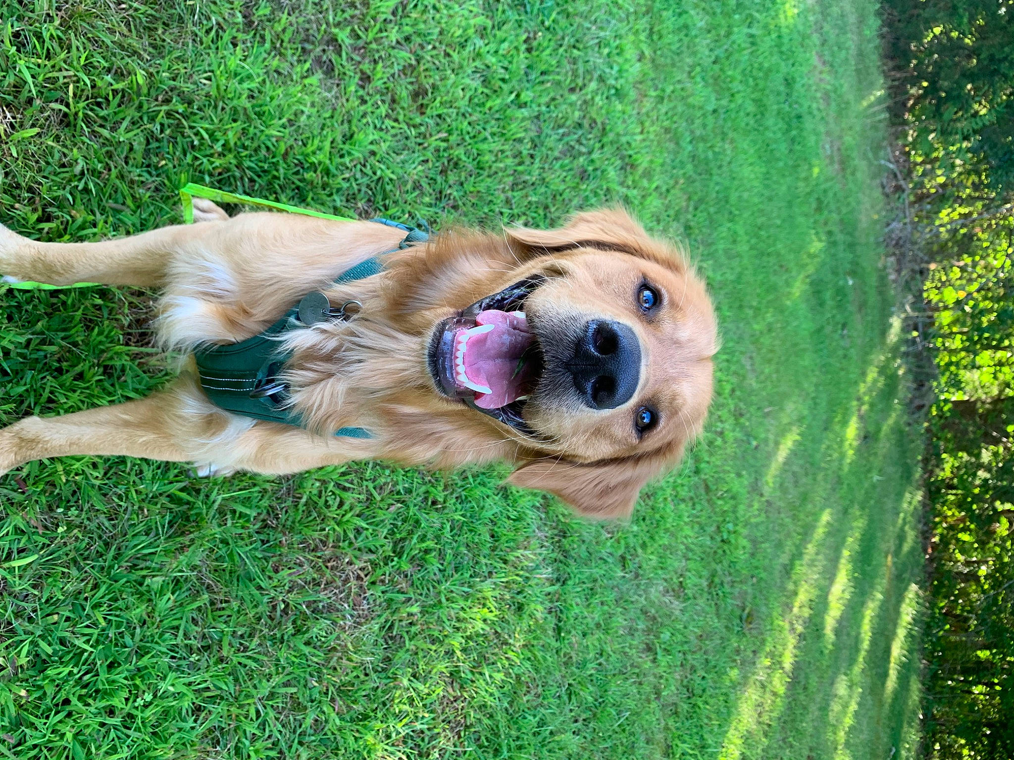 Knox is registered to the contest to win money with this photo: ancient_dog_breeds, canidae, carnivore, companion_dog, dog, dog_breed, fawn, grass, guard_dog, plant, retriever, smile, snout, sporting_group, tail, tree, whiskers, wildlife, working_animal, working_dog