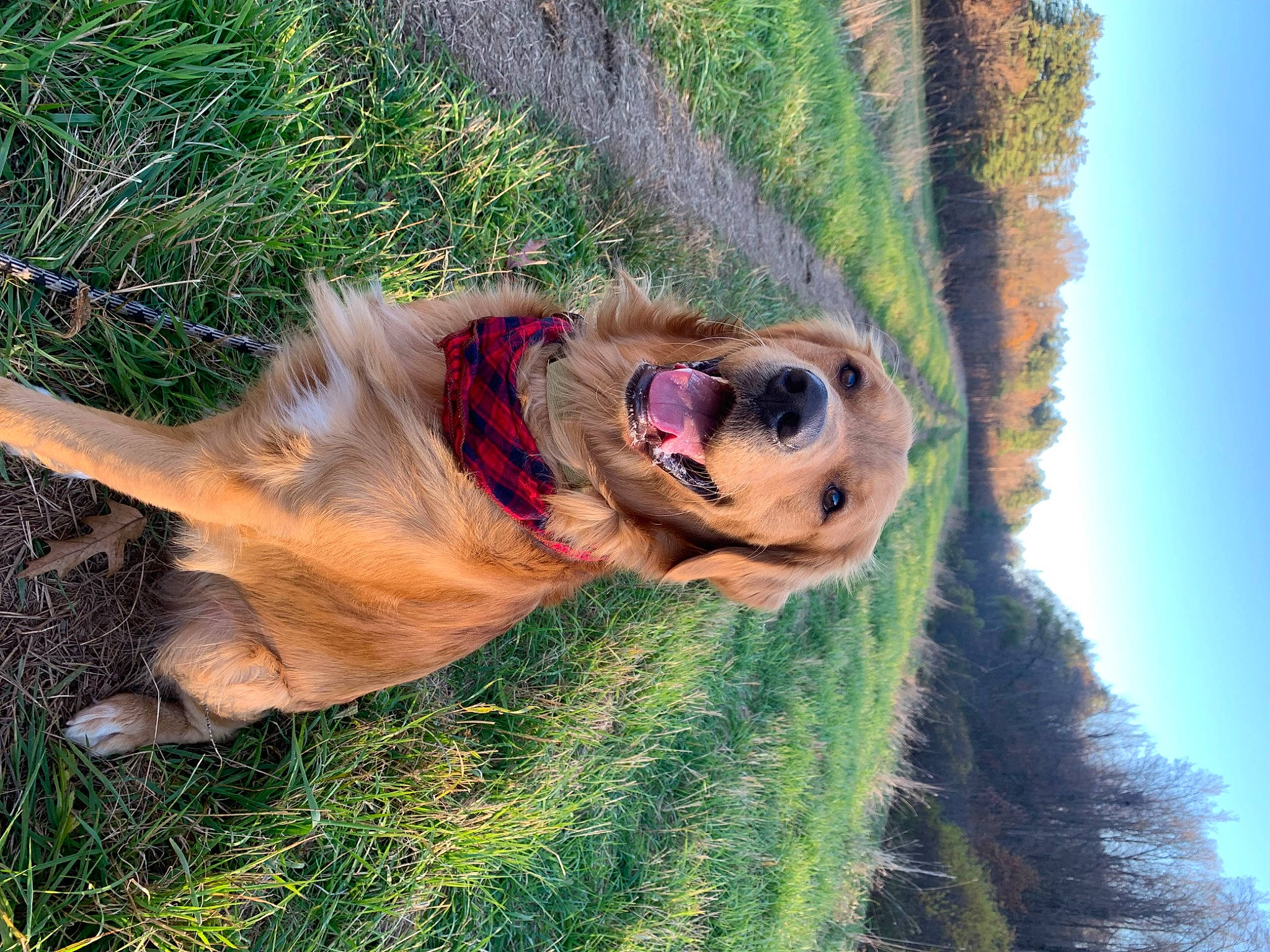 Knox joined the competition — help win amazing prizes! canidae, carnivore, collar, companion_dog, dog, dog_breed, fawn, fun, fur, grass, leash, pet_supply, plant, sky, snout, sporting_group, sunglasses, tail, tree, working_animal