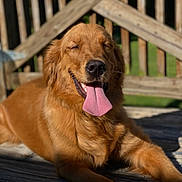 Mazikeen is registered to the contest to win money with this photo: animal, canine, close_up, daylight, dog, fence, fur, golden_retriever, happy, nature, outdoor, paw, pet, relaxed, smiling, summer, sunlight, tongue, tongue_out, wooden_deck