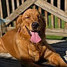 golden_retriever, dog, tongue_out, happy, sunlight, outdoor, wooden_deck, pet, canine, smiling, fence, summer, animal, relaxed, tongue, close_up, fur, paw, nature, daylight