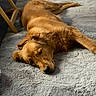 Mazikeen joined the competition — help win amazing prizes! animal, canine, carpet, companion, cozy, dog, domestic_animal, floor, fur, golden_retriever, gray_rug, home, indoor, laying, lying_down, pet, relaxed, resting, soft_texture, wooden_chair