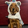 dog, golden_retriever, unicorn_costume, costume, pet, animal, indoor, carpet, couch, fur, cute, rainbow, horn, ears, sitting, portrait, expressionless, household, domestic_animal, adorable