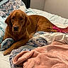 Mazikeen is registered to the contest to win money with this photo: animal, bed, blanket, canine, comfort, cozy, cute, dog, domestic, fur, golden_retriever, household, indoor, lying_down, pastel_colors, patterned_blanket, pet, pink_tail, relaxed, resting