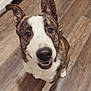 animal, bowl, brindle_coat, canine, curious, dog, domestic, ears, happy, indoor, kitchen, looking_up, nose, paws, pet, portrait, rug, smile, teeth, wood_floor