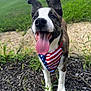 Beau joined the competition — help win amazing prizes! american_flag, bandana, canine, close_up, dirt, dog, ears, grass, happy, nature, nose, outdoor, paws, pet, portrait, puppy, smiling, summer, tongue_out, walk