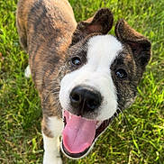 Beau joined the competition — help win amazing prizes! puppy, dog, grass, outdoor, happy, smiling, tongue_out, pet, young_dog, canine, nature, playing, closeup, fur, ears, white_paws, black_nose, bright_eyes, summer, daylight
