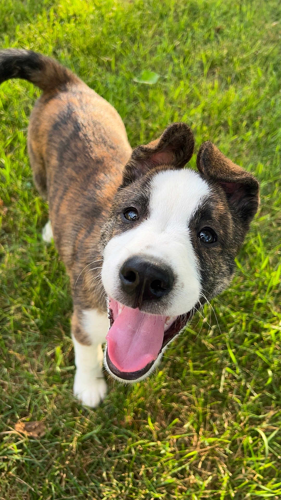Beau