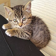 Winnie participe au concours pour gagner de l'argent avec cette photo : kitten, cat, tabby, feline, pet, indoor, cute, animal, fur, whiskers, young, resting, cozy, domestic, soft, eyes, paws, black_clothing, cat_tree, floor