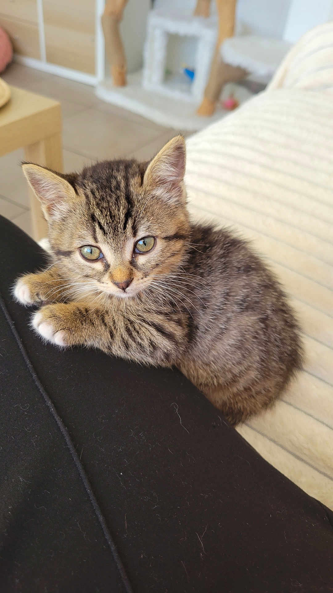 Winnie participe au concours pour gagner de l'argent avec cette photo : kitten, cat, tabby, feline, pet, indoor, cute, animal, fur, whiskers, young, resting, cozy, domestic, soft, eyes, paws, black_clothing, cat_tree, floor