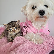 Stella participe au concours pour gagner de l'argent avec cette photo : dog, cat, kitten, pet, animal, fluffy, white_dog, tabby_kitten, pink_sweater, blanket, cozy, cute, fur, indoor, companions, resting, close_up, cute_animals, friendship, soft_texture