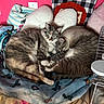 animal, blanket, cat, cats, companion, cozy, cute, feline, fur, indoor, pets, pillows, pink_wall, relaxing, resting, sleeping, snuggled, soft, striped, tabby