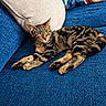 animal, beige_pillow, blue_couch, cat, couch, cozy, cute, domestic_animal, feline, furniture, geometric_pattern, home, indoor, pet, pillow, relaxation, resting, sleeping, striped, tabby